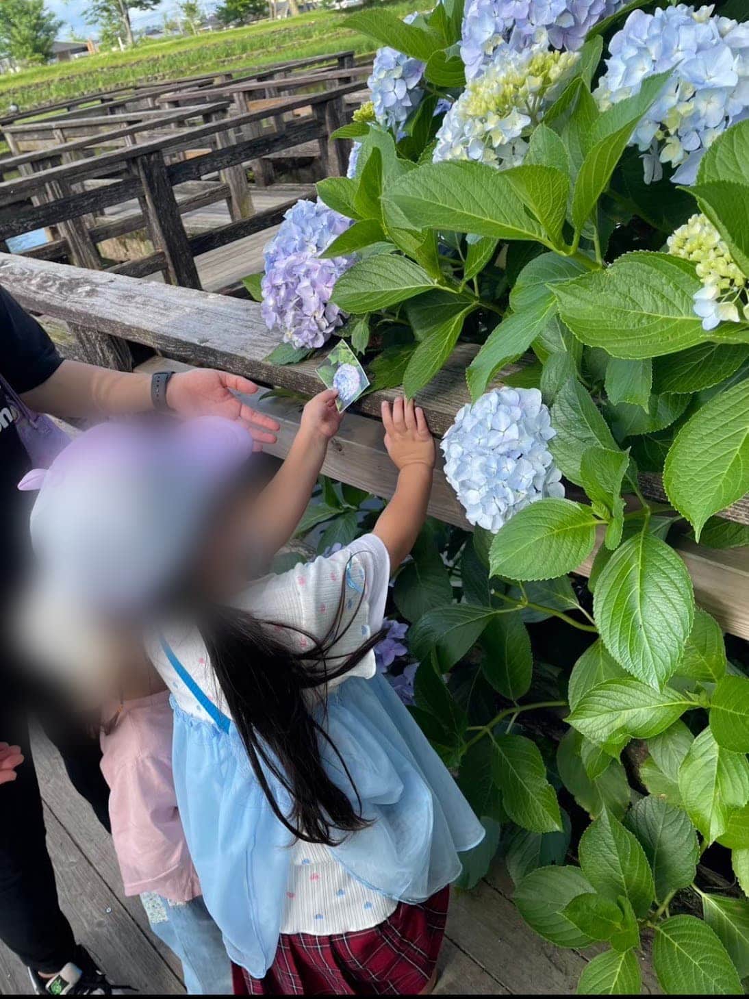 あじさい探索の画像